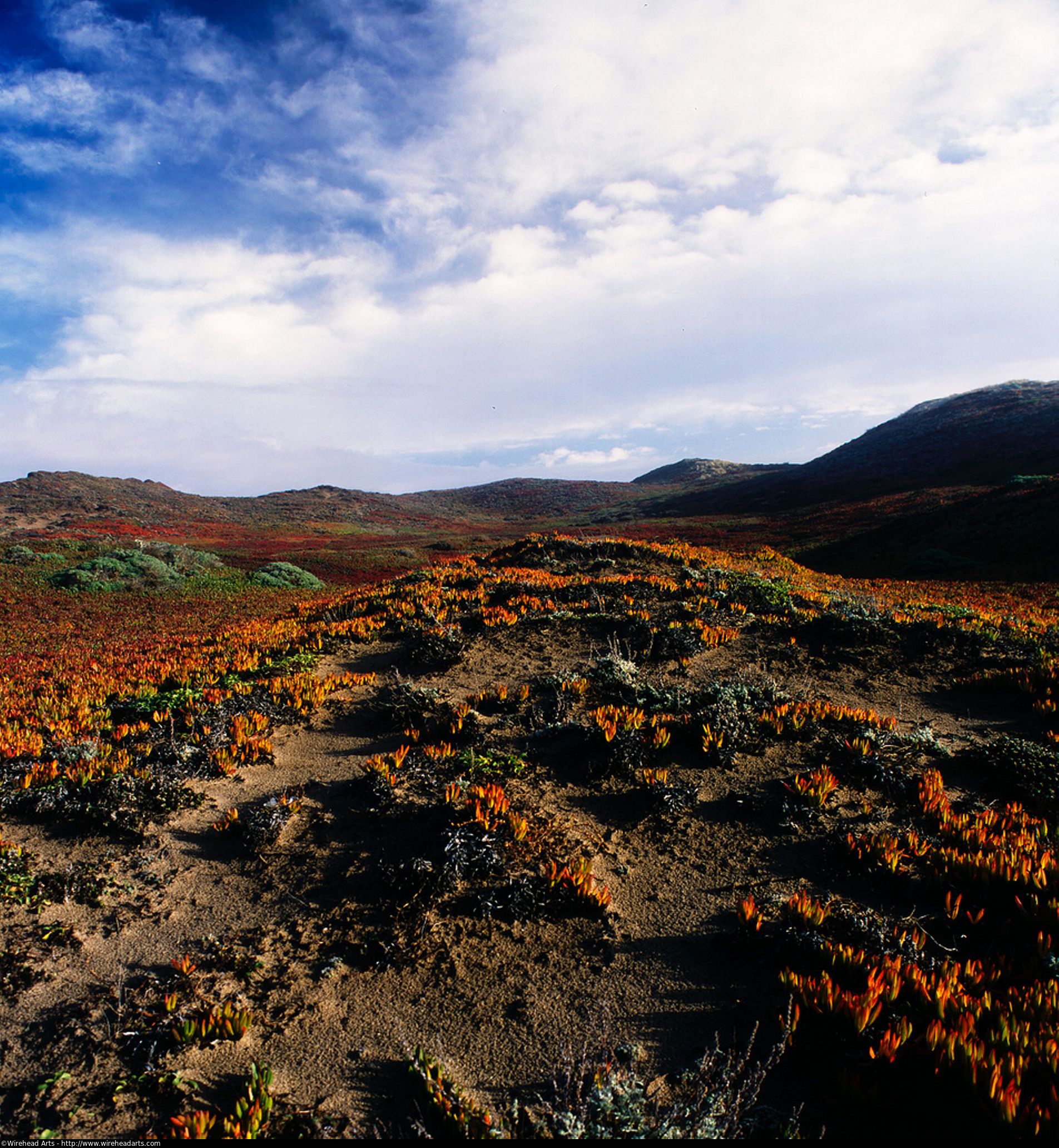 Martian Landscape